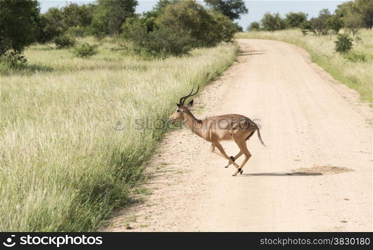 running impala crossing the road in kruger national park south africa