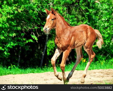 running little chestnut foal