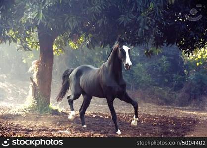 running marwari black stallion at freedom