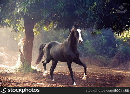 running marwari black stallion at freedom