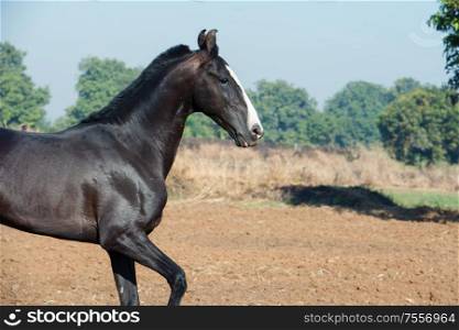 running marwari black stallion at freedom. Gujarat, India