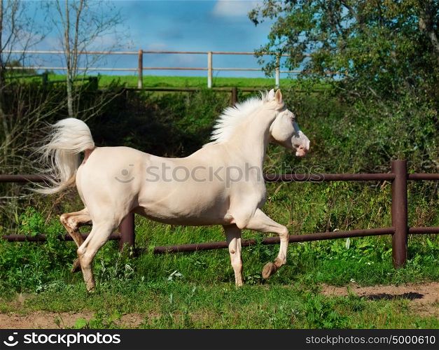 running palomino horse in paddock