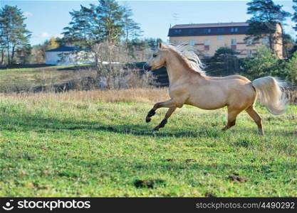 running palomino welsh pony with long mane posing at freedom