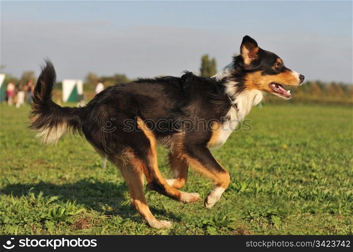 running purebred australian shepherd in the grass