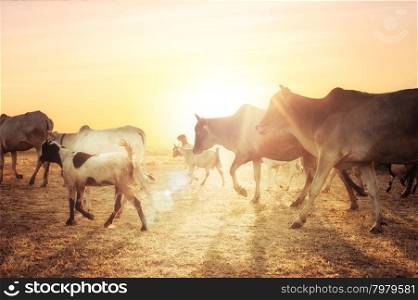Rural asian landscape with cows and goats at sunset meadow. Myanmar (Burma) traditional agriculture