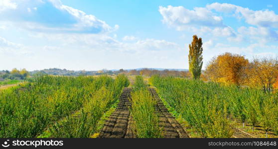 Rural autumn scene of orchard . Beauty of countryside concept background. Wide photo.