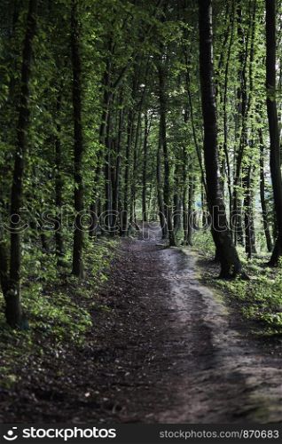 Rural country road in the forest. Green trees. Spring, summer season