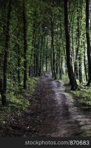 Rural country road in the forest. Green trees. Spring, summer season