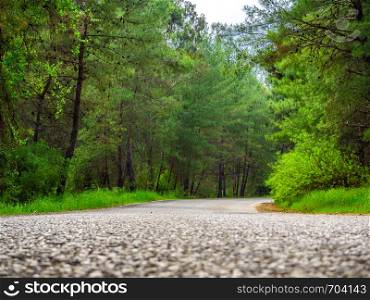 Rural Country Road with trees on both sides