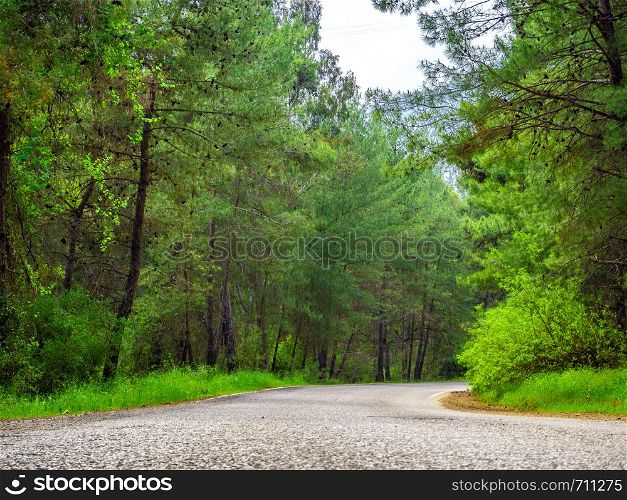 Rural Country Road with trees on both sides