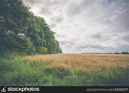 Rural countryside scenery with grain fields and cloudy sky