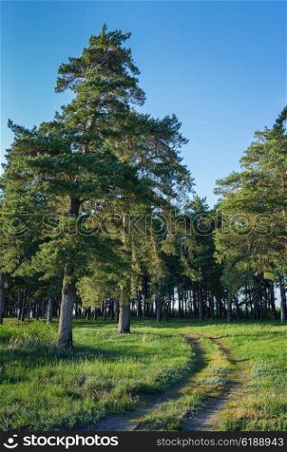 Rural dirt road in a pine forest