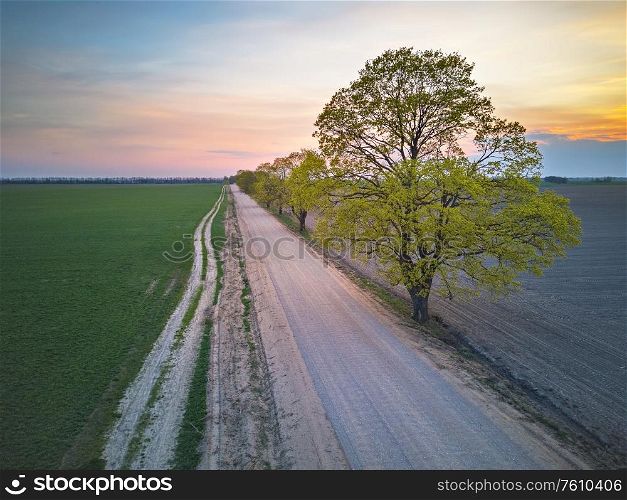 Rural dirt road with maple trees in spring fields. Beautiful countryside sunset scene. April evening in Belarus aerial view