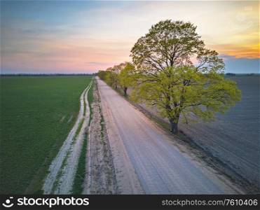 Rural dirt road with maple trees in spring fields. Beautiful countryside sunset scene. April evening in Belarus aerial view