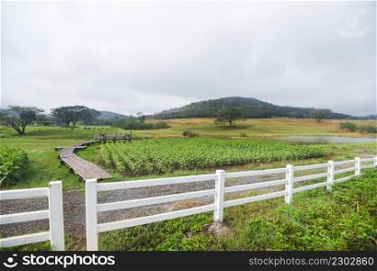 rural farm with white fence and green green field with plant tree and stable cow stall on hill mountain background, countryside farm