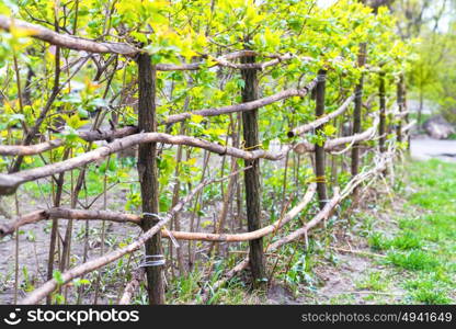 Rural fence from the wood and green fresh plants with grass. Spring coming landscape