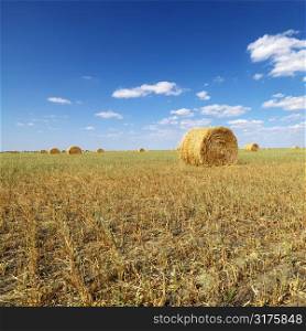 Rural field with circular hay bales.