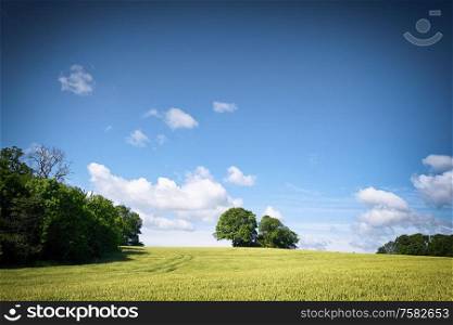 Rural fields in a countryside landscape with blue sky over green trees in the summer