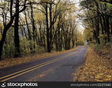 Rural Forest Highway