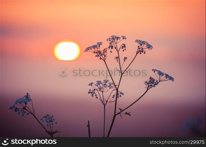 Rural grass on meadow and sunset sky