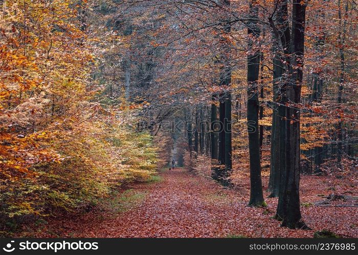 Rural gravel road through mighty trees. Fairy forest landscape. Picturesque scenery. Pure nature. loneliness, wilderness concepts. Forest trail in an autumnal forest