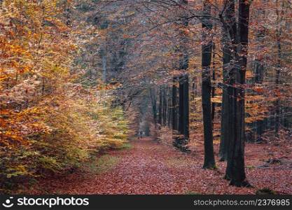 Rural gravel road through mighty trees. Fairy forest landscape. Picturesque scenery. Pure nature. loneliness, wilderness concepts. Forest trail in an autumnal forest