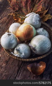 rural harvest onions on wooden table top