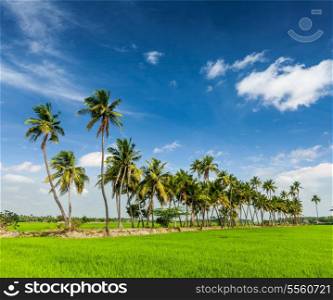 Rural Indian scene - rice paddy field and palms. Tamil Nadu, India