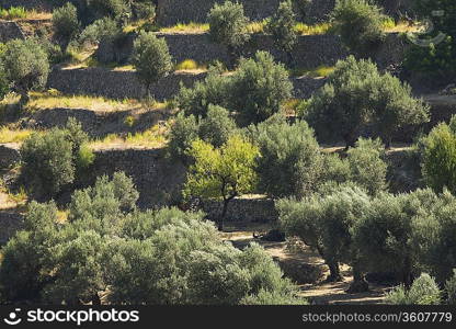 Rural landscape