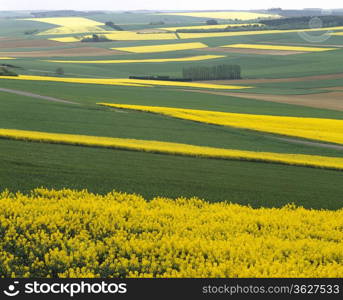 Rural landscape