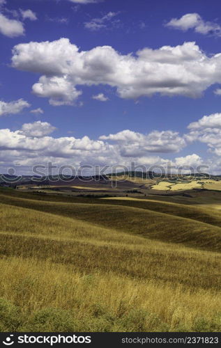 Rural landscape along the Cassia road near Castiglione, Siena province, Tuscany, Italy, at summer