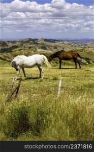 Rural landscape along the Cassia road near Radicofani, Siena province, Tuscany, Italy, at summer. Horses at pasture