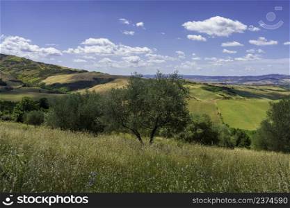 Rural landscape along the Cassia road near Radicofani, Siena province, Tuscany, Italy, at summer