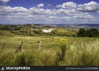 Rural landscape along the Cassia road near Radicofani, Siena province, Tuscany, Italy, at summer. Horses at pasture
