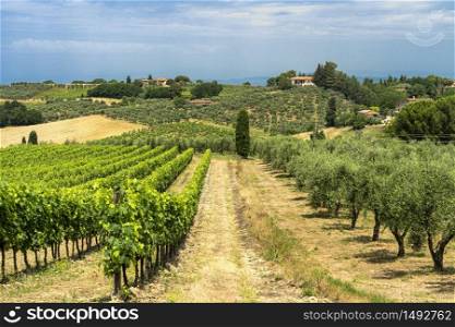 Rural landscape along the road from Certaldo to Gambassi Terme, Florence, Tuscany, Italy, at summer