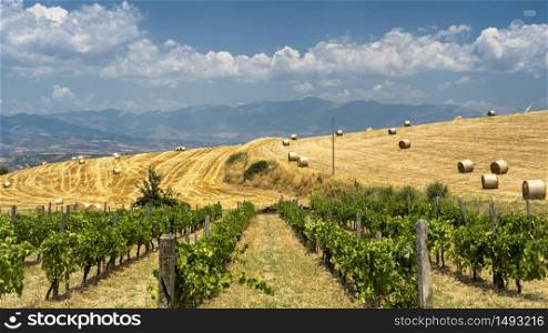 Rural landscape at summer in Calabria, Italy, near Spezzano Albanese, in Cosenza province, with vineyard