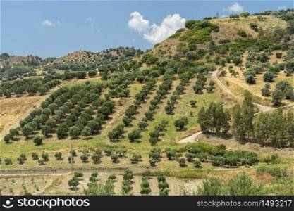 Rural landscape at summer in Calabria, Italy, near Tarsia, in Cosenza province