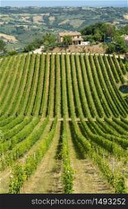 Rural landscape at summer near Montefiore dell Aso, Ascoli Piceno, Marches, Italy. Vineyard