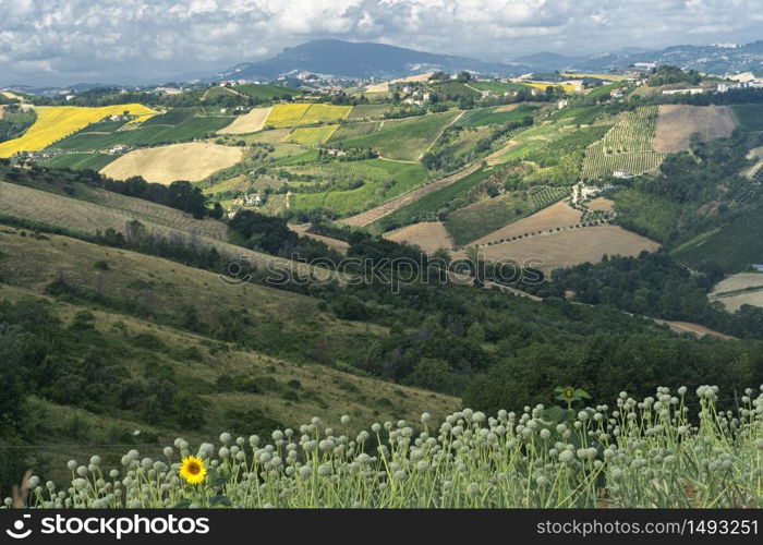 Rural landscape at summer near Ripatransone, Ascoli Piceno, Marches, Italy