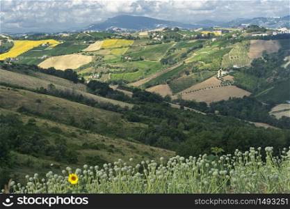Rural landscape at summer near Ripatransone, Ascoli Piceno, Marches, Italy