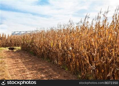 Rural landscape . Field of corn ready for harvest