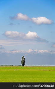 Rural landscape: green meadows, isolated tree with small white clouds in the sky. Piedmont, north Italy.