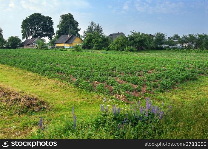 Rural landscape in May, a potato field and flowers.