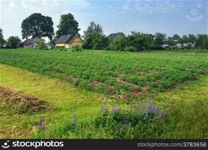 Rural landscape in May, a potato field and flowers.