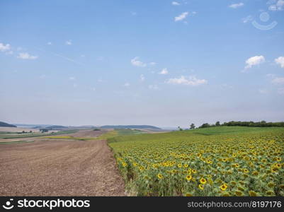 rural landscape in northern france part of lorraine with sunflowers near metz and nancy in summer
