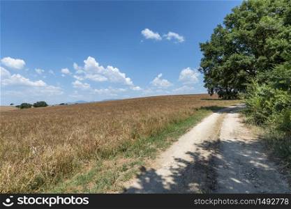 Rural landscape in the Rome province between Faleria and Fiano Romano, near Civita Castellana, at summer