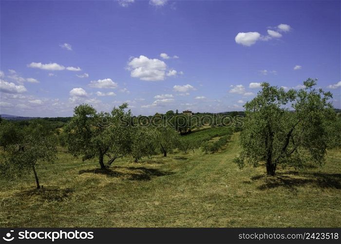 Rural landscape in Val d Orcia, Tuscany, Italy, at summer