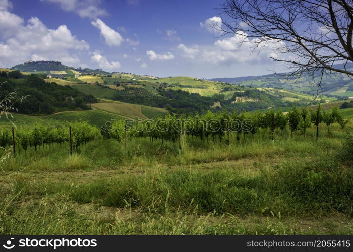 Rural landscape near Monterubbiano and Ripatransone, between Fermo and Ascoli Piceno provinces, Marche, Italy, at springtime