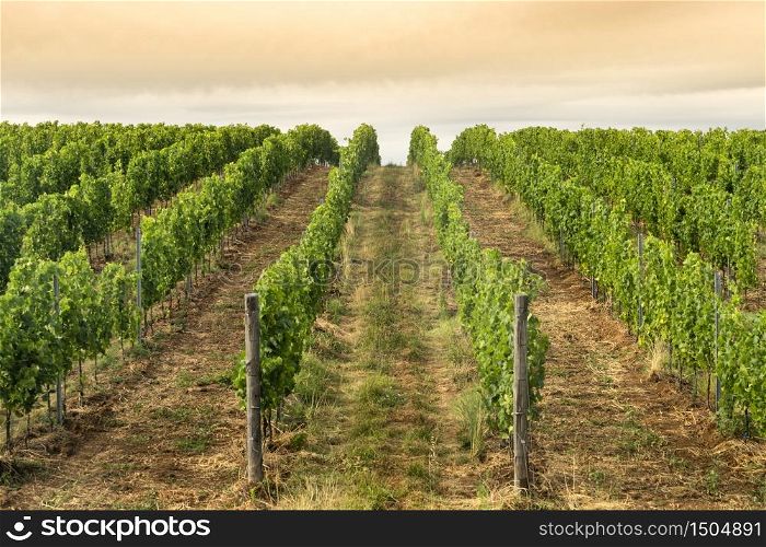 Rural landscape near Venosa, Potenza, Basilicata, Southern Italy, at summer. Vineyards
