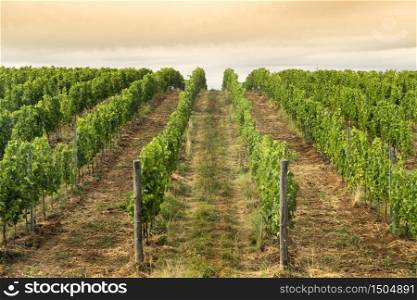 Rural landscape near Venosa, Potenza, Basilicata, Southern Italy, at summer. Vineyards